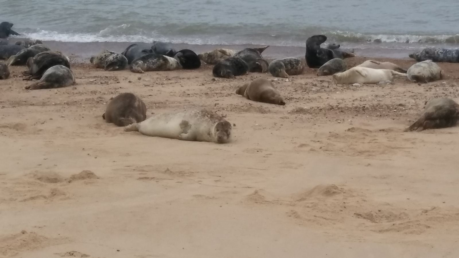 Grey seal at Horsey Gap, Norfolk