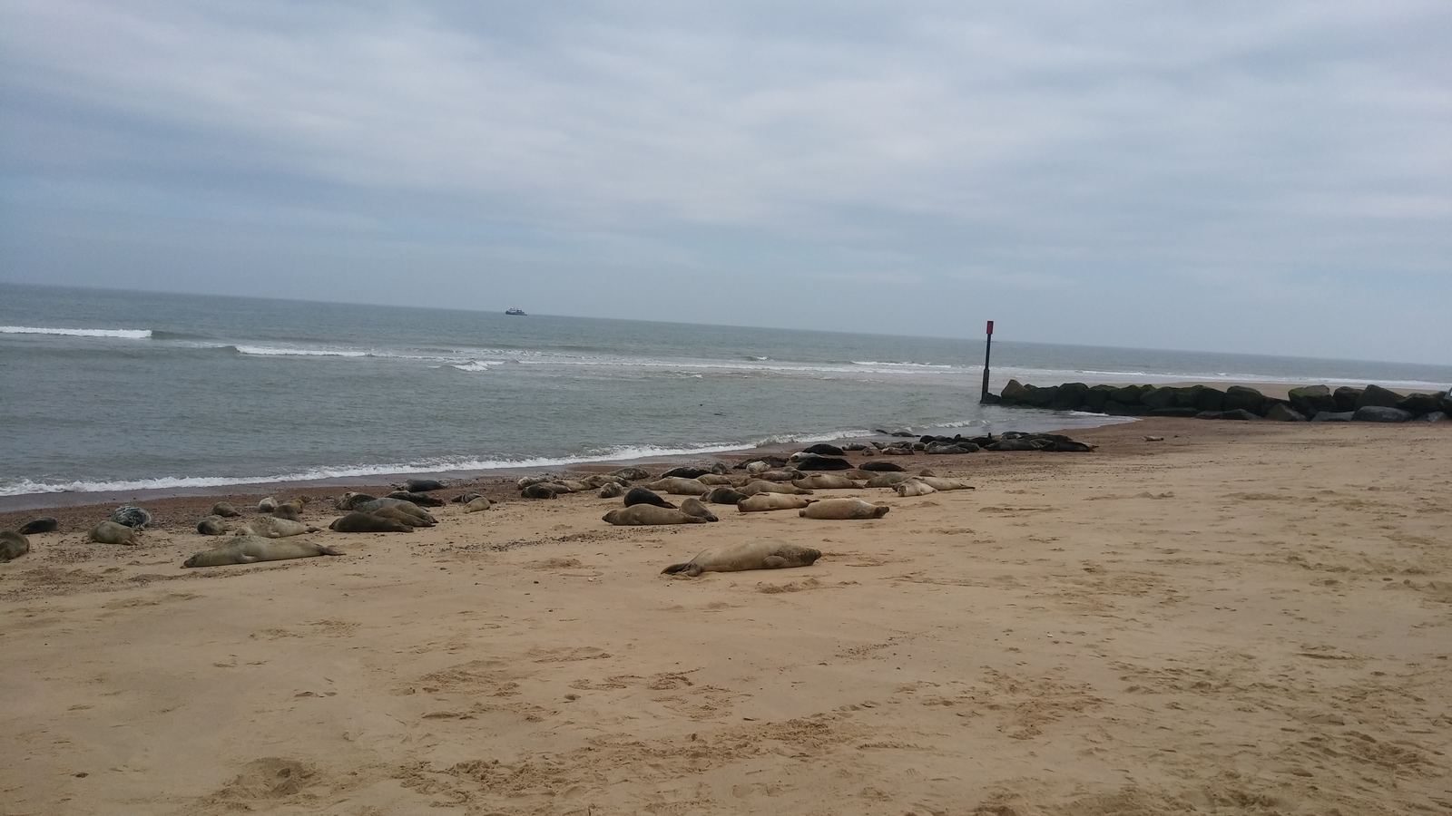 Blakeney Point seals